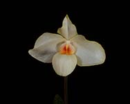 Paph. Armeni White